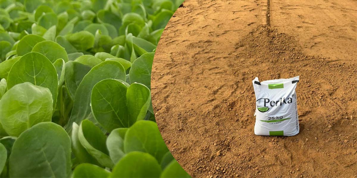 Calciocianamide, alleato unico per fertilità dei suoli e l'equilibrio della pianta